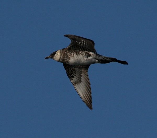 Pomarine Jaeger